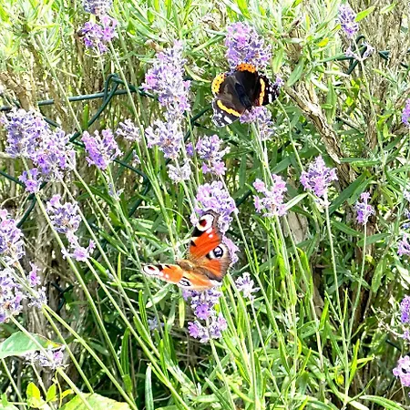 Reethaus Nr 02 Mit Schwimmbadnutzung In Sellin Kostenfrei